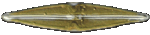 Kieselalge (Navicula)